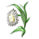曼特花
